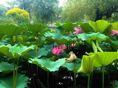 -长春市南湖公园