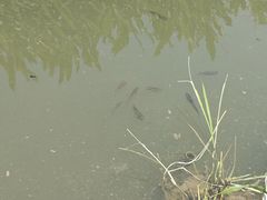 -广东紫坭糖厂(桥头路)