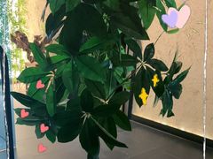 -新紫霞养生·影院足道·SPA(金山区店)
