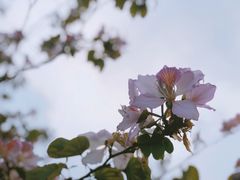 -海珠湖公园