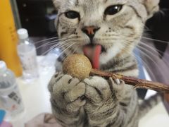 -猫尾侦探俱乐部·剧本杀·狼人杀