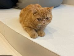 -飞行喵MR PILOT|猫舍·猫咖(静安大融城店)