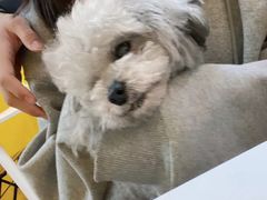 -志龙皇冠吃货椰子铺