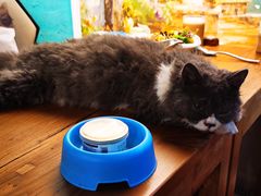 -猫小院猫主题咖啡厅(北锣店)