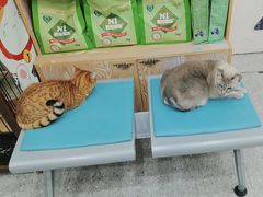 -四月宠物医院·猫专科·心脏专科·内科(转塘店)