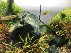 -ADA自然水景世界