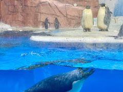 -海合安成都极地海洋公园