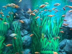 -上海海洋水族馆