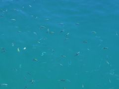 -东姑阿都拉曼海洋公园