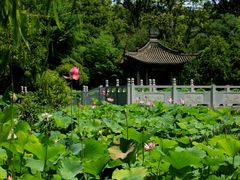 -莲湖公园
