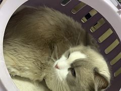 -宠颐生中康贝怡动物医院