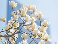 -陆家嘴中心绿地