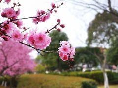 -白塘生态植物园