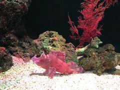 -暹罗海洋世界