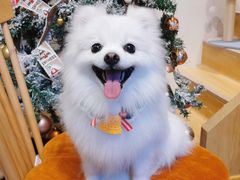 -佐罗家宠物馆·猫文化馆(紫霞路店)