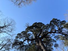 -青岛崂山太清宫