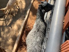 -深圳野生动物园