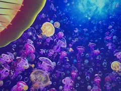 -海合安青岛极地海洋公园
