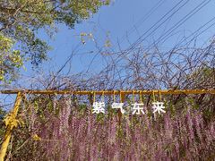 -天适樱花悠乐园