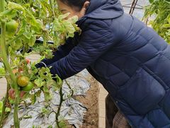 -大自然农场蔬菜草莓采摘园