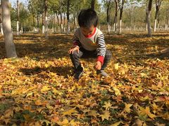 -永定河休闲森林公园