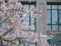 -武汉大学-樱园