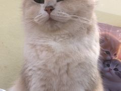 -逗柴咖啡屋·狗咖猫咖宠物桌游