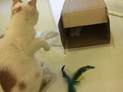 -宠颐生中康贝怡动物医院