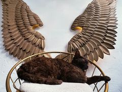 -喵屿·大理花园猫咖