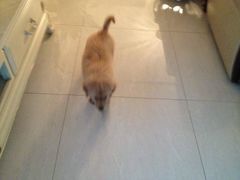 -北京观赏动物医院·24小时大型综合·猫专科·异宠专科