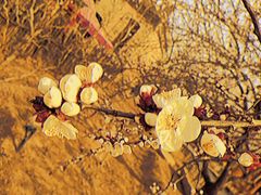 -大槐树寻根祭祖园