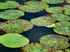 -昆山城市生态森林公园