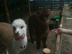 -万源龙顺度假庄园生态观光园