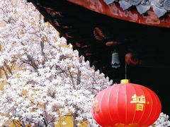 -龙华寺