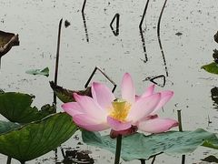 -天津东丽湖风景区