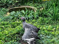 -新加坡飞禽公园