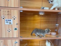 -猫十亿·布偶金渐层·曼基康矮脚猫舍(青年路店)