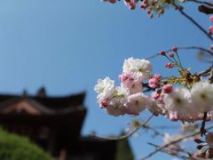 -西安青龙寺遗址景区