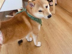 -柴犬小屋·柴餐厅·狗咖食堂(金鼎广场店)