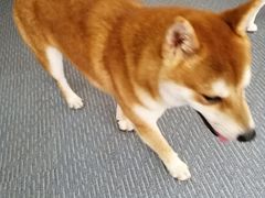 -柴源莊·柴小宠柴犬咖啡