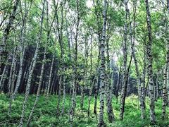 -白草畔自然风景区