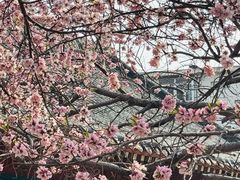 -桃花堤公园
