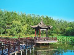 -合肥滨湖国家森林公园