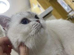 -鼓捣猫呢主题猫咖店