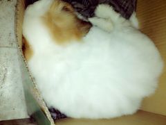 店内萌狗一只-武汉探路者国际青年旅舍