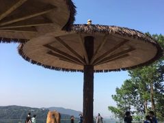 -铁山坪森林公园