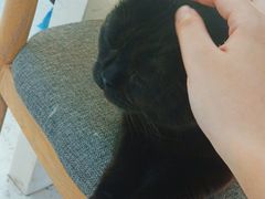 -喵园·猫主题咖啡厅·撸猫·猫咖(国贸店)