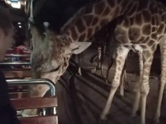 -清迈夜间动物园