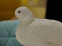 -RU DUCK柯尔鸭公社·撸鸭俱乐部·羊驼·小香猪