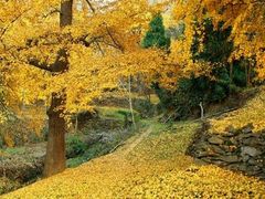 -南雄冯屋银杏山庄